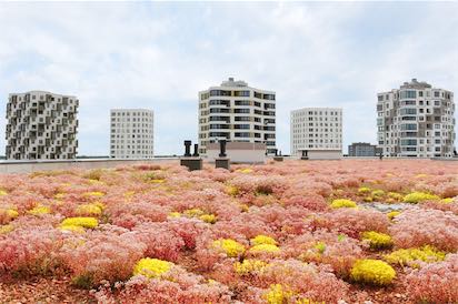 Sedum sur un toit vert